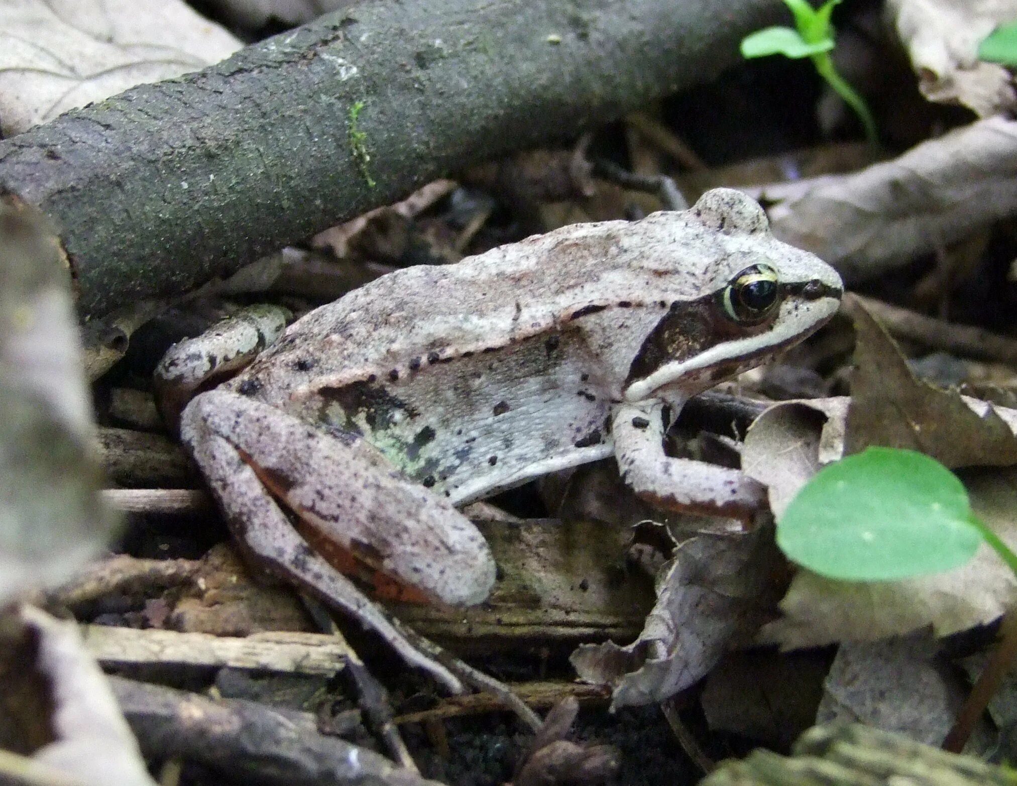 Лесная лягушка(Rana sylvatica) ареал. Лягушка Rana sylvatica. Лягушка Rana sylvatica замерзшая.