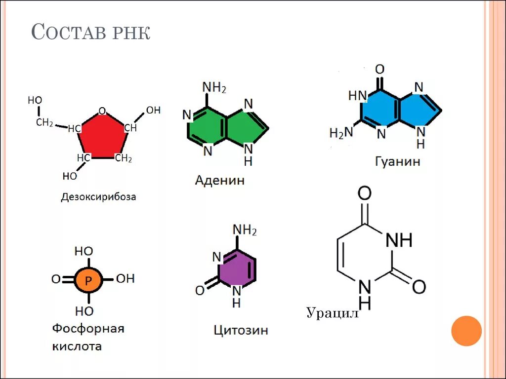 Химическое строение РНК. Химическая структура РНК. Состав нуклеотидов рибонуклеиновой кислоты РНК. Состав нуклеотидов рибонуклеиновой кислоты.