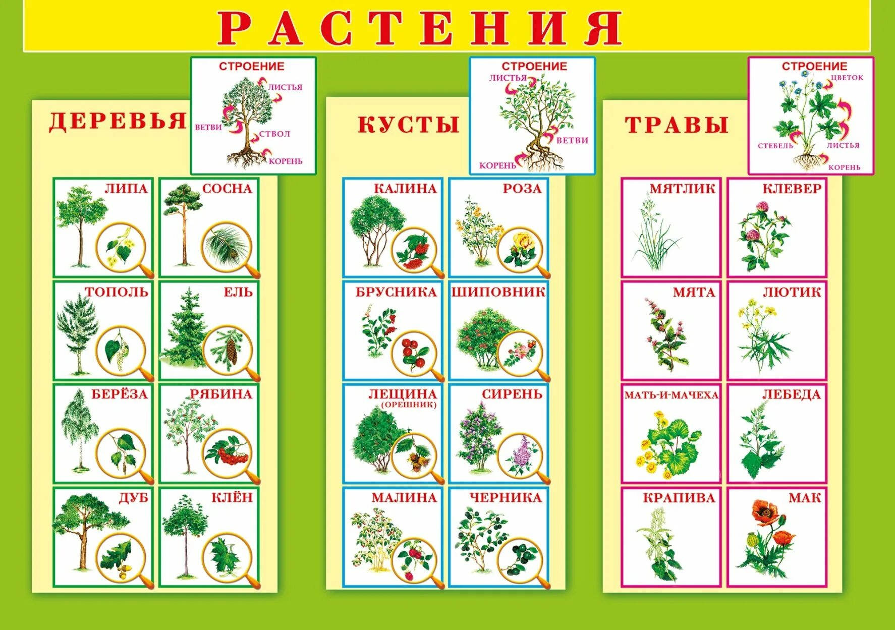 Растения младших школьников. Растения для дошкольников. виды растений для дошкольников. названия кустарников для дошкольников. деревья кустарники травы.