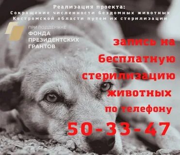 Белый бим кострома