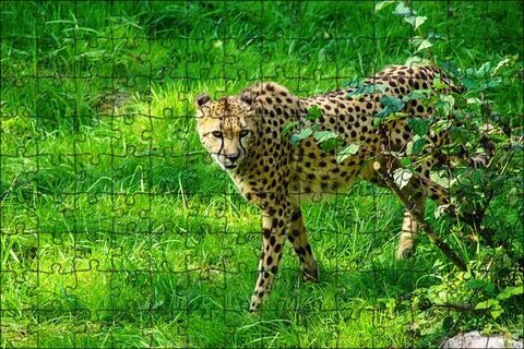 Животный мир летом