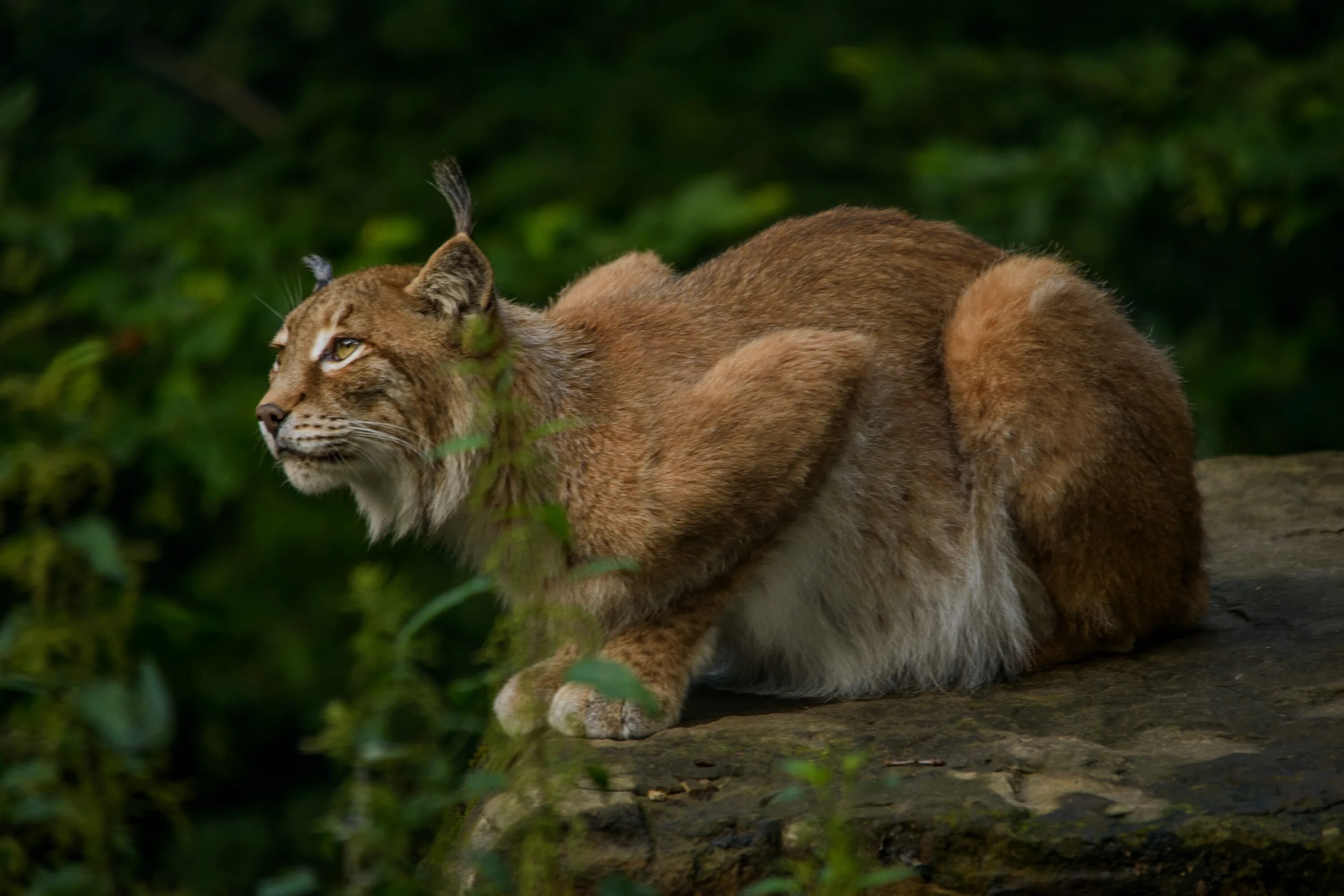 Us wildlife. Дикая Рысь. Рысь крадется. Рысь фото. Крадущаяся Рысь.