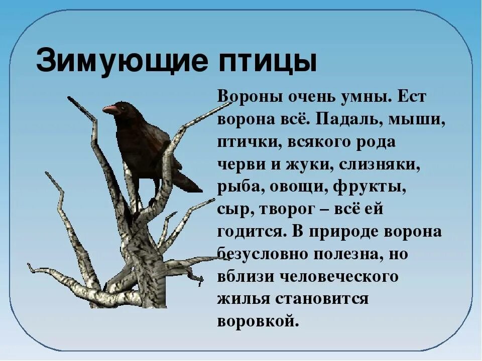 Рассказать про ворону. Ворона рассказ. Ворона описание. Рассказ о вороне.