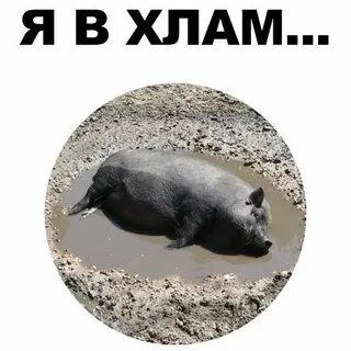 Телеграмм кабана