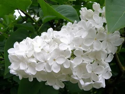 Сирень как невеста стояла вся в белом