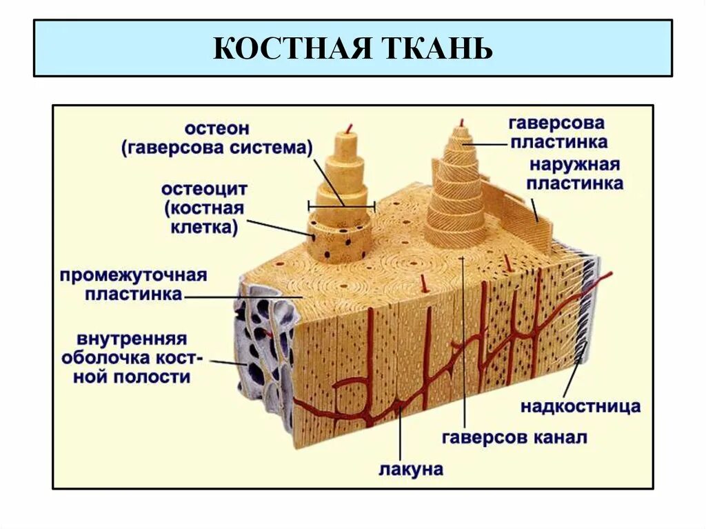 Компактное вещество остеоны. Костные пластинки пластинчатой костной ткани. Строение остеона костная ткань. Строение компактного вещества трубчатой кости. Остеон 1