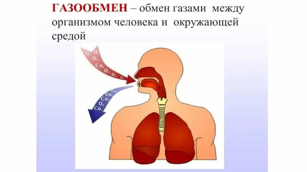 Как называется процесс дыхания человека. Дыхательная система человека газообмен. Лёгочное дыхание (газообмен в лёгких). Обмен газов между легкими и кровью процесс. Процесс газообмена в организме.