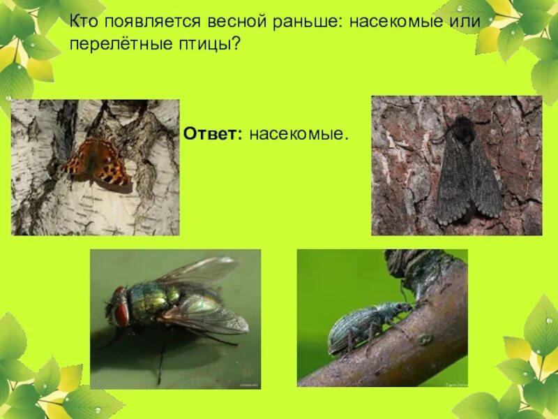 Кто появляется у насекомых. Появление насекомых весной. кто появляется весной раньше насекомые или птицы. какие насекомые появляются весной первыми. образуется насекомые.