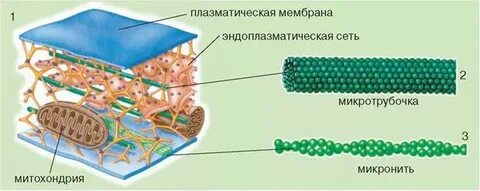 Цитоскелет в клетках животных состоит из белка