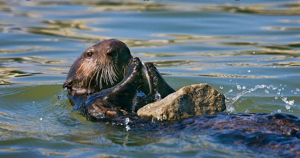 Еж выдра. Морская выдра калан и камень. sea otter морской еж. северный калан. калан разбивает ракушку.