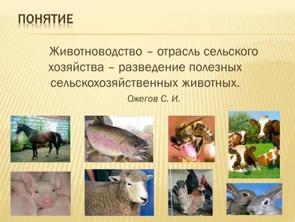 Разведение животных называется
