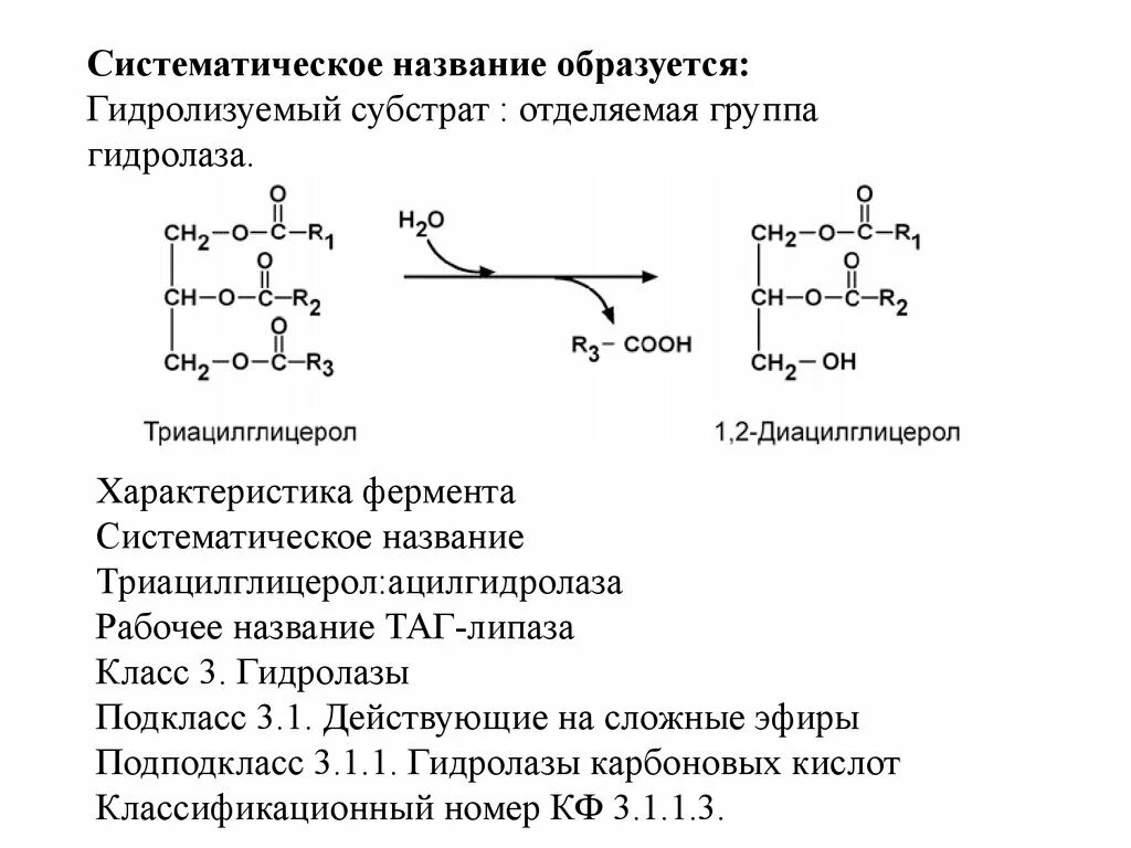 Липаза(Триацилглицеролацилгидролаза) подкласс. Систематическое название гидролаз. Подклассы гидролаз. Класс гидролазы подкласс.