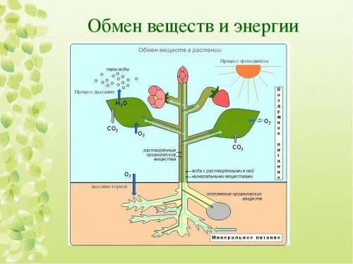 Тест по биологии выделение у растений. Биология 6 класс схема фотосинтеза у растений. Обмен веществ у растений. Процесс обмена веществ у растений. Схема процесса дыхания.