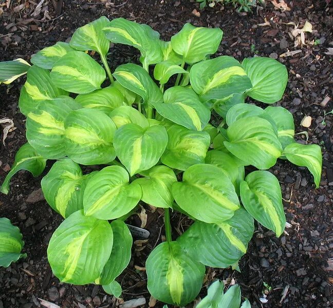 Хоста гибридная манго танго. Хоста гибридная манго танго. Хост танго манго. Хоста манго танго mango tango. Хоста манго танго.