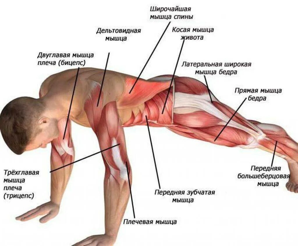 Планка задействованные группы мышц. Мышцы задействованные при планке. Планка упражнение мышцы. Упражнение планка группы мышц. Боль при отжимании