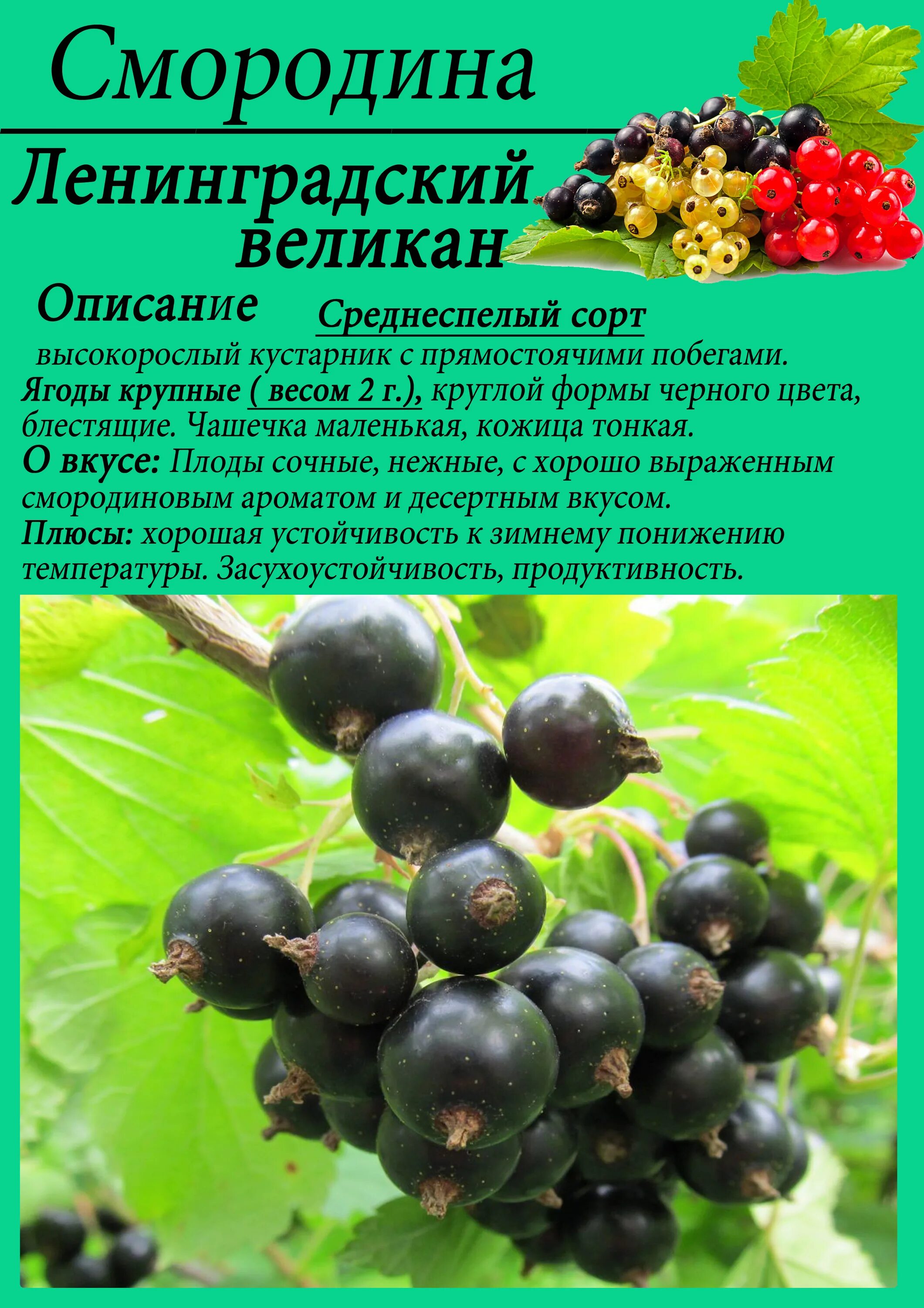 Смородина боскопский великан. Смородина ленинградский великан описание отзывы. Смородина боскопский великан. Смородина ленинградский великан описание отзывы. Смородина селеченская куст.