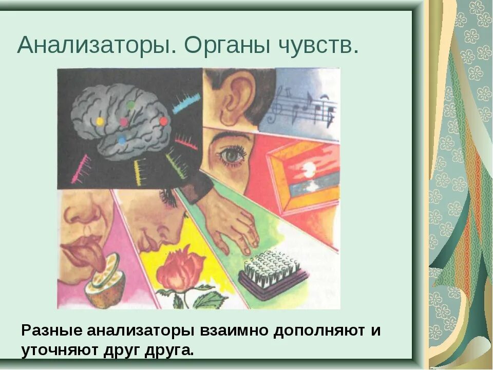 Биология 8 класс органы чувств анализаторы. Анализаторы органы чувств. Анализаторы человека презентация. Анализаторы биология 8 класс. Органы чувств анализаторы 8 класс биология.