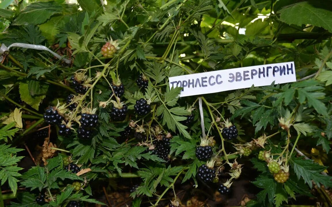 Ежевика сорт эвергрин. Ежевика торнлесс. ежевика орегон торнлесс. торнлесс эвергрин. ежевика бесшипная орегон торнлесс.