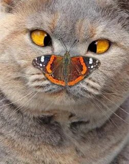Кот мотылек