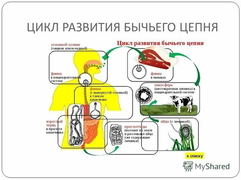 Хозяева в цикле развития бычьего цепня. Хозяева в цикле развития бычьего цепня