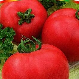 Томат искушение отзывы фото ЛУЧШИЙ ТОМАТ ДЛЯ ФАРШИРОВКИ! ЦАРСКОЕ ИСКУШЕНИЕ F1 YouTube