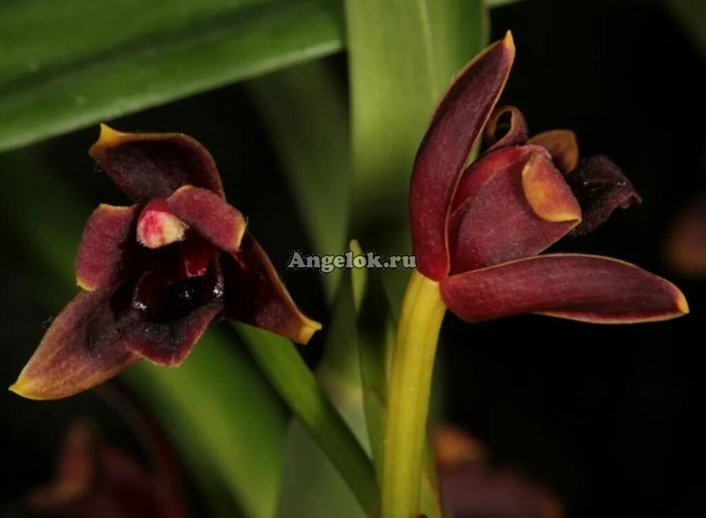 Maxillaria cucullata 2019-01-14 02 Orchids, Nicaragua, Guatemala