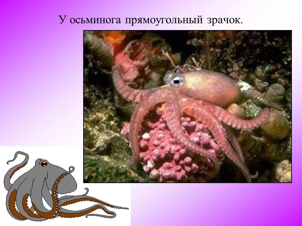 Осьминог какой класс животных. Факты о осьминогах. интересное об осьминоге. сообщение о осьминоге. интересные факты о беспозвоночных осьминог.