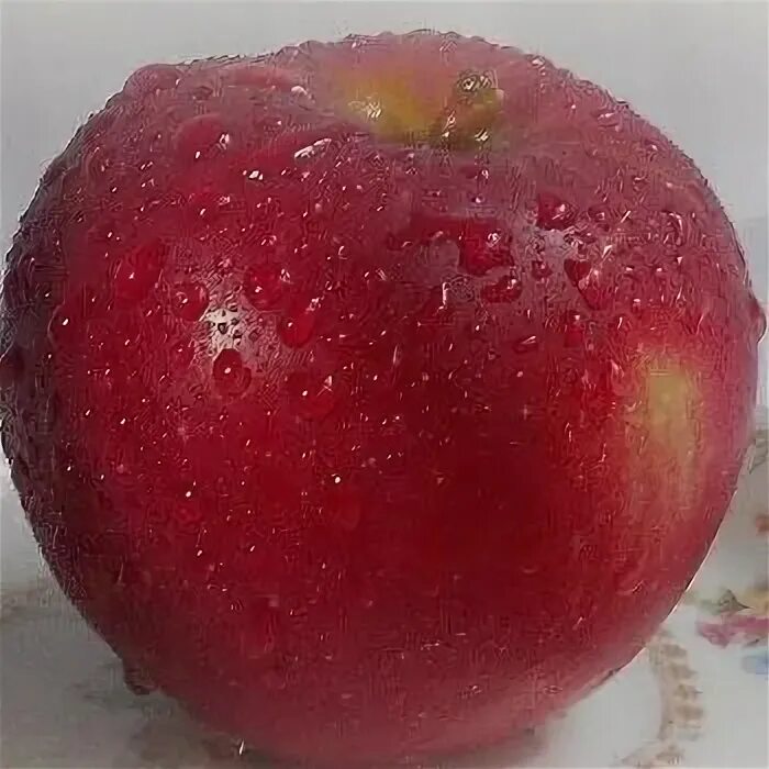 Молодильное яблоко реабилитационный: найдено 86 изображений