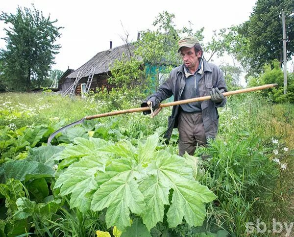 Как скосить борщевик. Косить борщевик. кошение борщевика. выкашивание борщевика. покос борщевика.