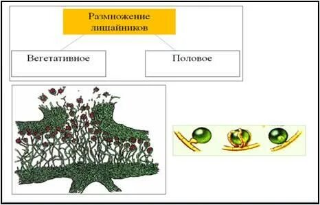 Лишайник как единый организм размножается