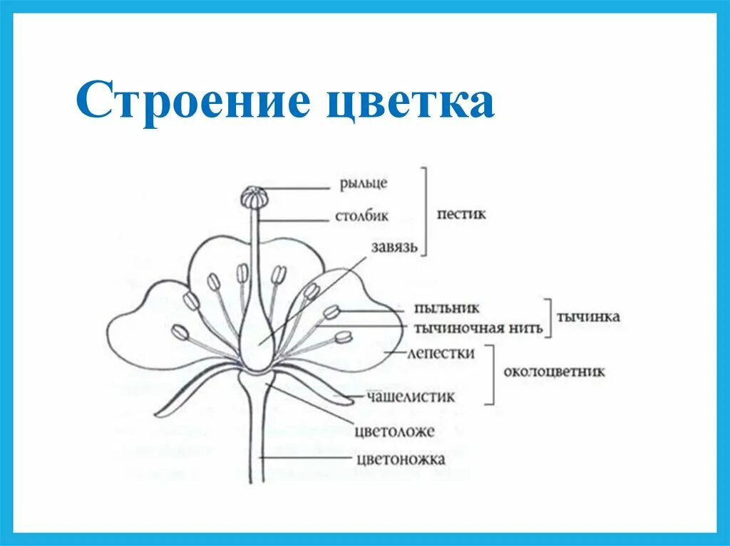 Функции строения цветка 6 класс. Структура цветка биология 6 класс. Схема строения цветка 7 класс биология. Схема строения цветка 6 класс биология. Чашелистики пестик тычинки венчик.