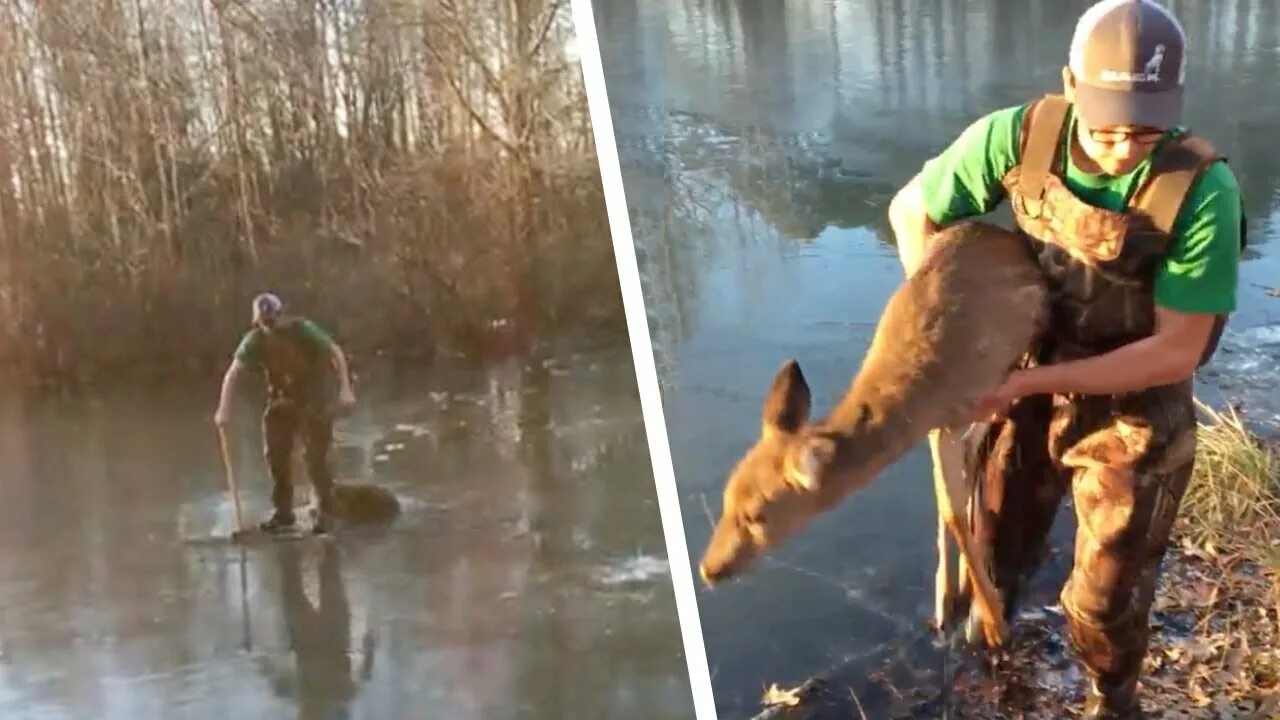 Порода собак спасателей в горах. Спасители животных. Спасатели животных мчс россии. Кошка мчс. Спасем животных.