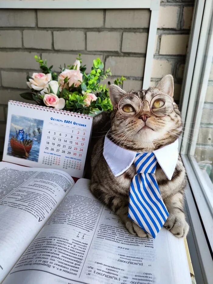 Кот учитель. Хатуль мадан. с днем учителя коты. с днем учителя с котами.