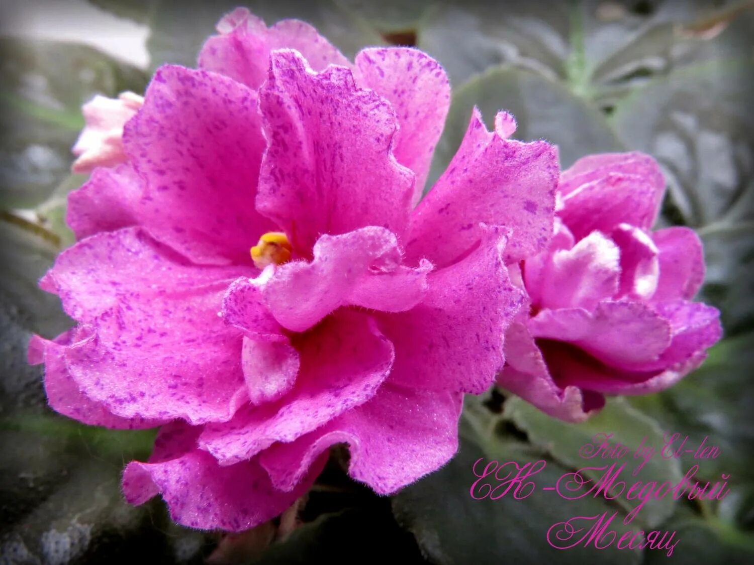 Месяц фиалок. Шапочное цветение фиалок. Узамбарская фиалка росток. Узамбарская фиалка полив. Фиалка ватсап синичка фото.