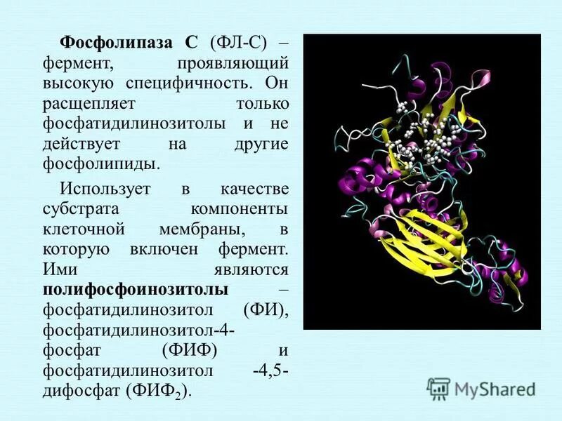 Фосфолипаза а2 реакция. Реакция катализируемая фосфолипазой а2. Активность фосфолипазы. Роль фосфолипазы а2. Фосфолипаза.