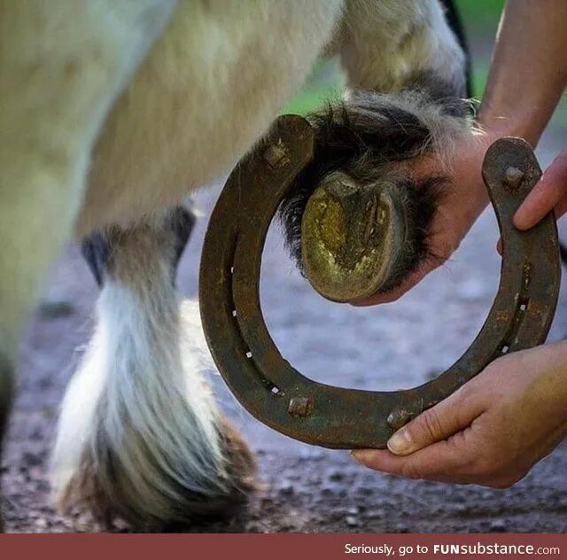11 053 рез. по запросу "Farrier at work" - изображения, стоковые фотографии и ве