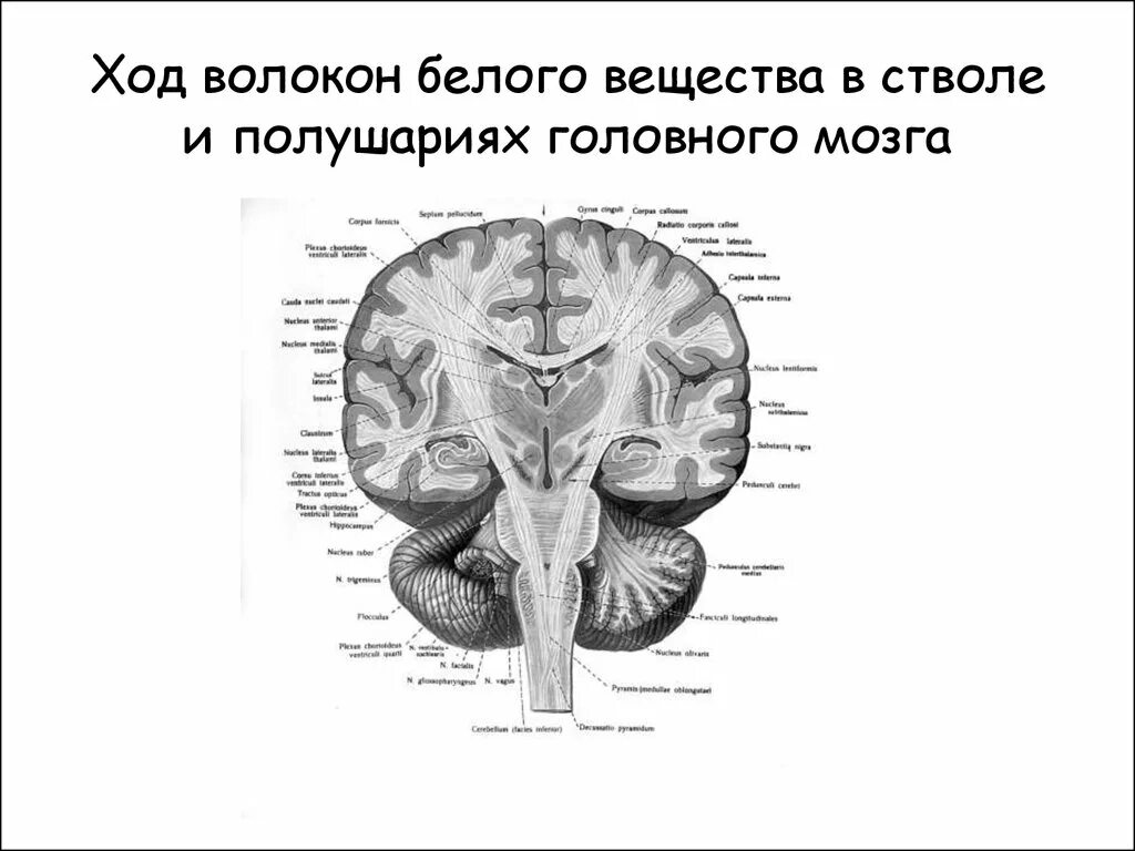 Строение мозга серое и белое вещество. Белое вещество головного мозга анатомия. Головной мозг строение серое и белое вещество. Распределение серого и белого вещества в головном мозге. Волокна белого вещества мозга.