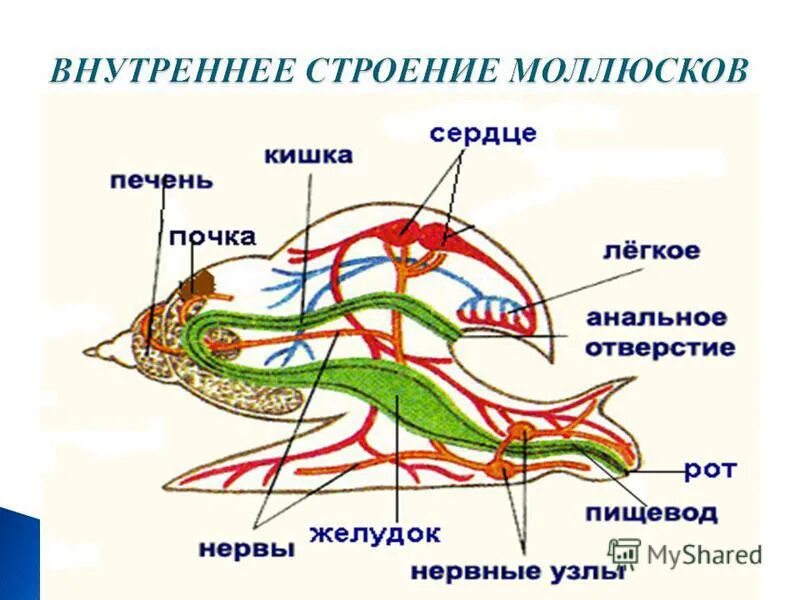 Строение брюхоногих моллюсков на примере прудовика Брюхоногие моллюски пресных вод центра Европейской России