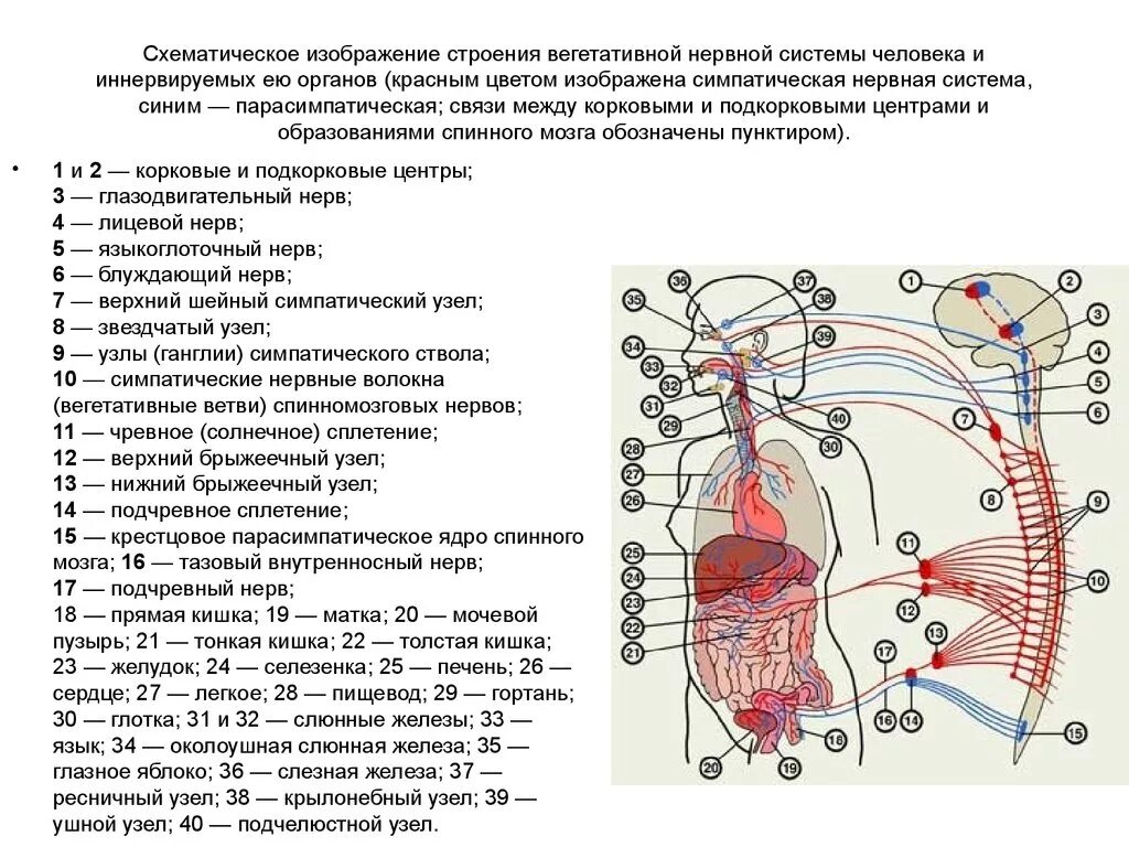 Нервные узлы сплетения. Строение симпатического отдела вегетативной нервной системы. Симпатические ганглии схема. Центры вегетативной нервной системы анатомия. Узлы симпатической нервной системы расположены.