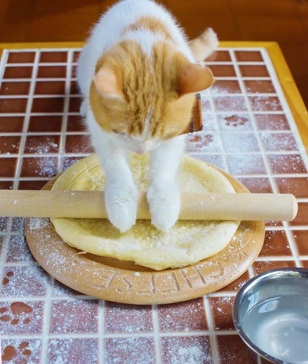 Кот готовит. Кошачий завтрак. Приготовленные коты. Коты кулинары. Варят кошек
