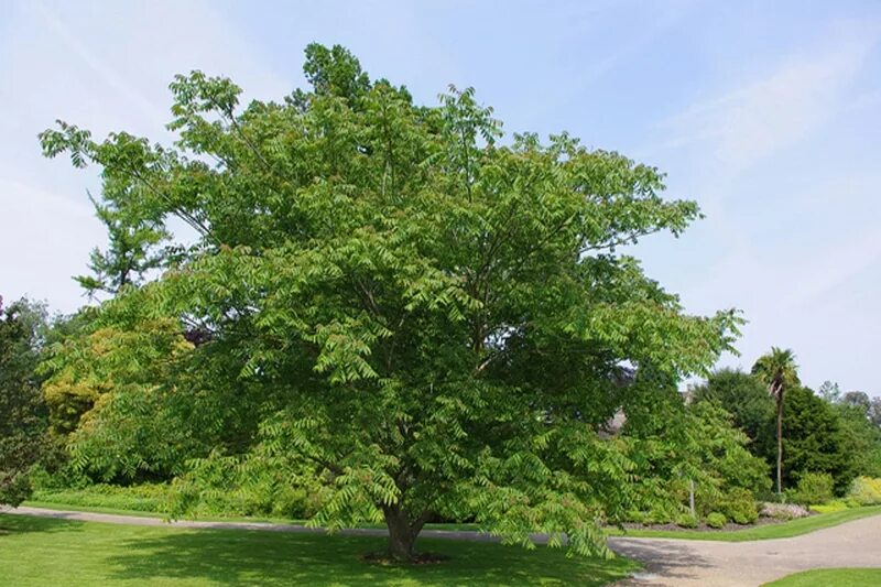 Ясень маньчжурский fraxinus mandshurica. Орех маньчжурский(juglans mandshurica maxim). Орех сумах маньчжурский. Орех маньчжурский(juglans mandshurica maxim). Орех маньчжурский (juglans mandshurica).