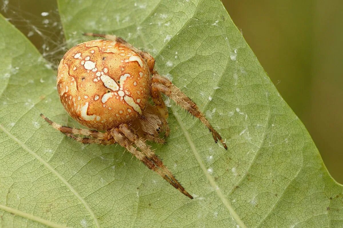 Крестовики опасен ли для человека. Araneus diadematus паук крестовик. Обыкновенный крестовик - Araneus diadematus. Мраморный крестовик (Araneus marmoreus). Крестовик Araneus marmoreus.