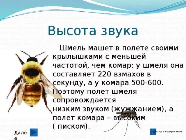 Комар и Шмель. Шмель жужжит. Звуки насекомых. Насекомые издающие звуки. Сколько взмахов в секунду делает