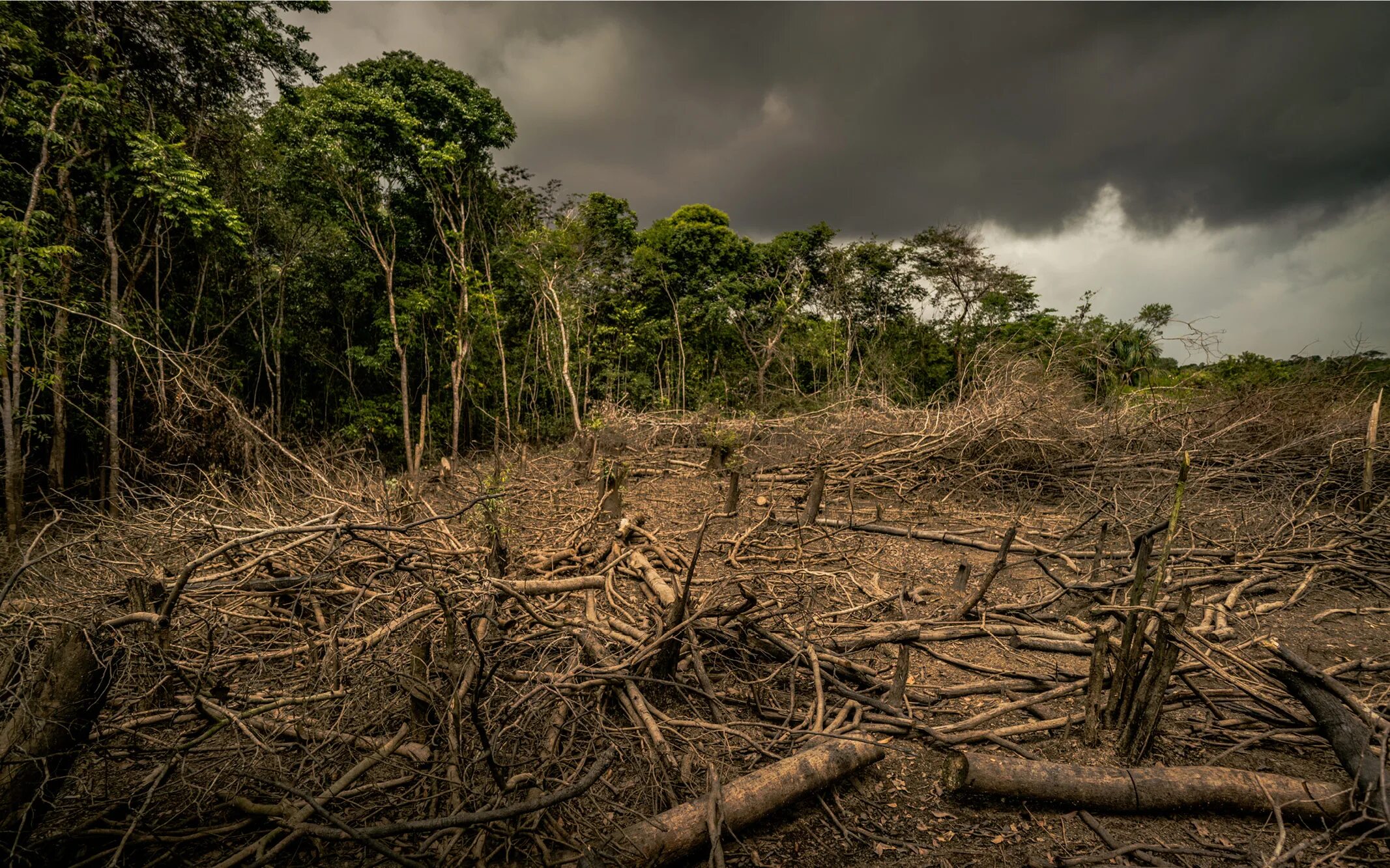 Обезлесение Бразилии. Обезлесение Мексики. Обезлесение в Индии. Forest deforestation. Обезлесивание