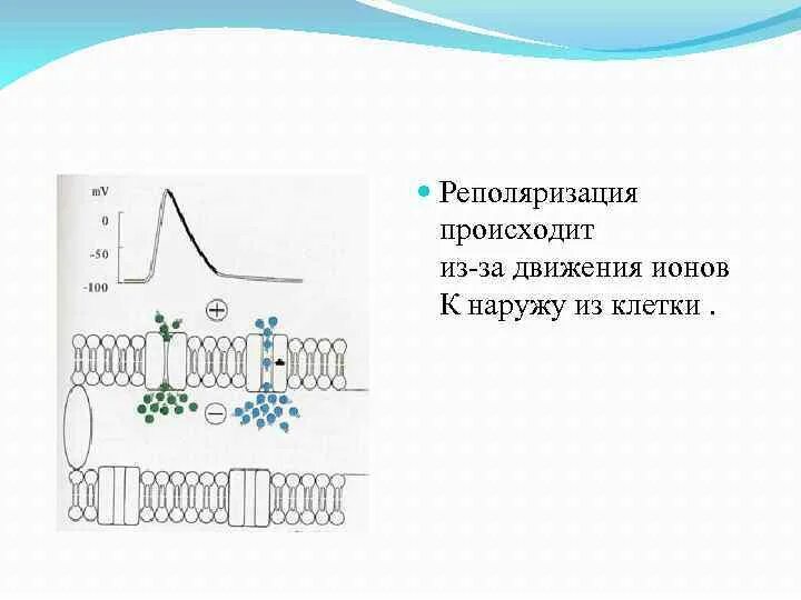 Реполяризация за счет каких ионов. Реполяризация что происходит. Реполяризация обусловлена. Как происходит реполяризация. Вокруг движущегося иона существует существуют