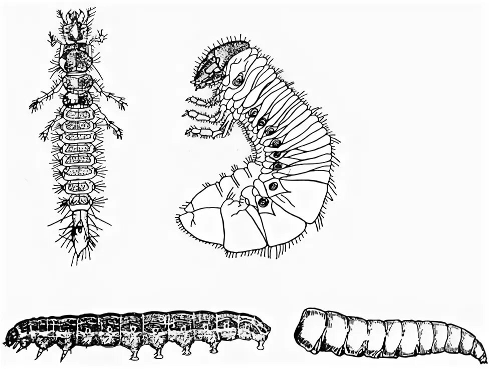 Личинки насекомых описание. Камподеовидные личинки Жуков. Камподеовидные личинки жужелицы. Камподеовидные личинка строение. Червеобразные личинки.
