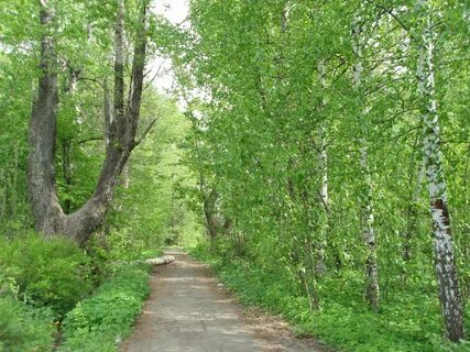 Сана роща