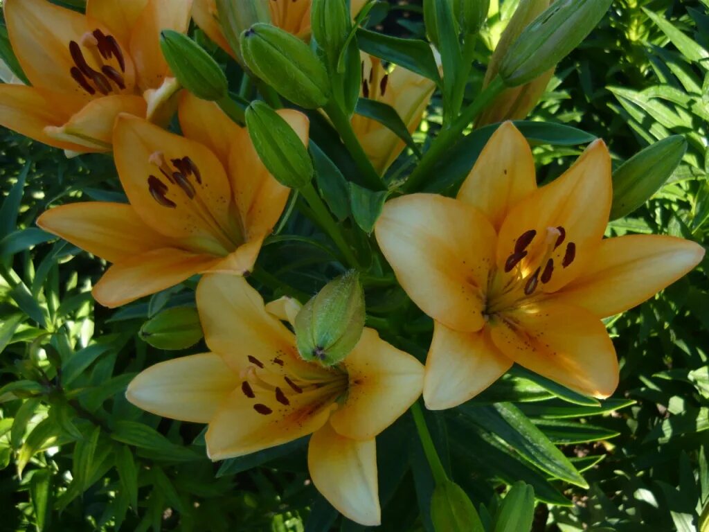 лилия азиатская блэк аут. лилия ла рошель. лилия ла-гибриды fangio. лилия ла гибрид атакама. лилия belvedere ла-гибриды.