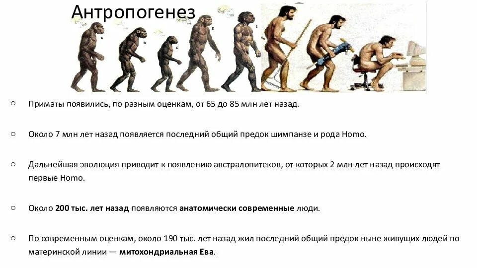 Последние общие предки шимпанзе и человека жили