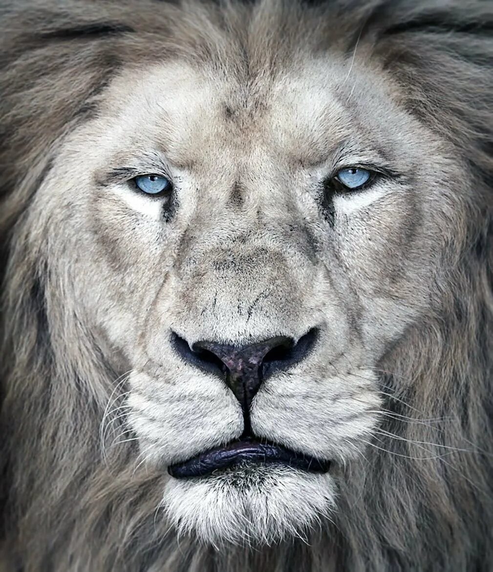 Голубоглазый лев. Белый лев. Лев с голубыми глазами. Глаза льва. Белый лев морда.